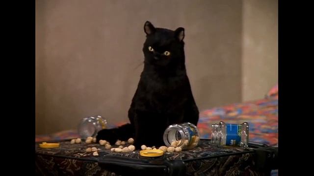 Кот Сейлем и халявные орешки. Сабрина - маленькая ведьма