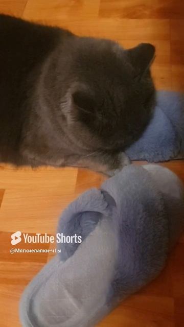 scene_output.mp4
