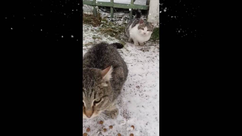 Котята с мамой ищут дом зимой