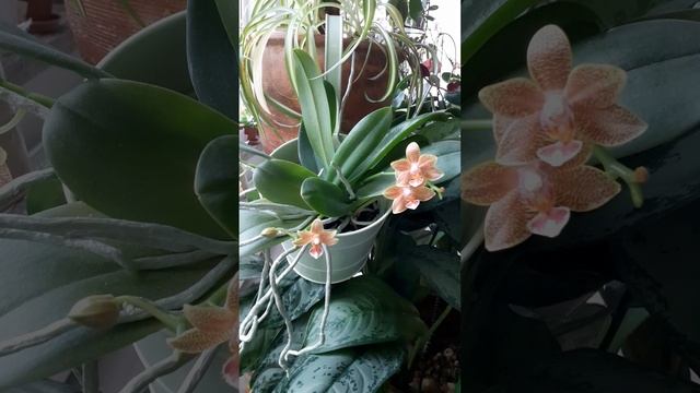 Орхидея phal. Table Masterpiece.Многодетная мамаша.