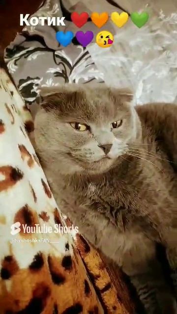 //(YT: 20 марта, 2023 г.) Котик 🥰