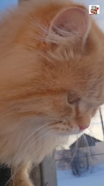 Пикселюша на морозе всей душой наслаждается свежим воздухом 🌞❄️❤️😻❄️