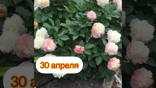 Пион  Loisâ Choice. Сезон  2024г