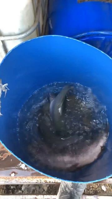 Поставка форели 04.12.2024. Навеска 3+. #fishing #рыбалка #форель #форелеваярыбалка #fish #трофей