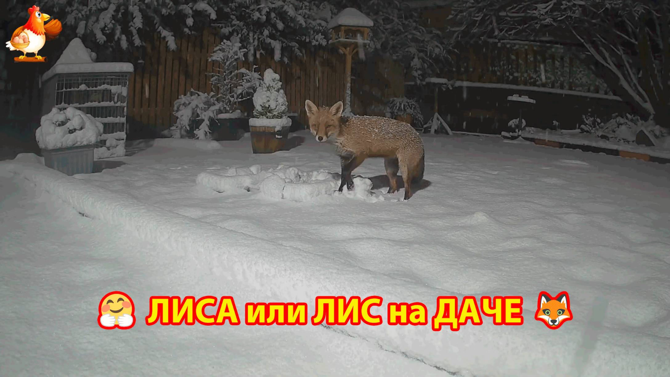 Лиса или лис на даче в снегопад ходит покушать днем и ночью