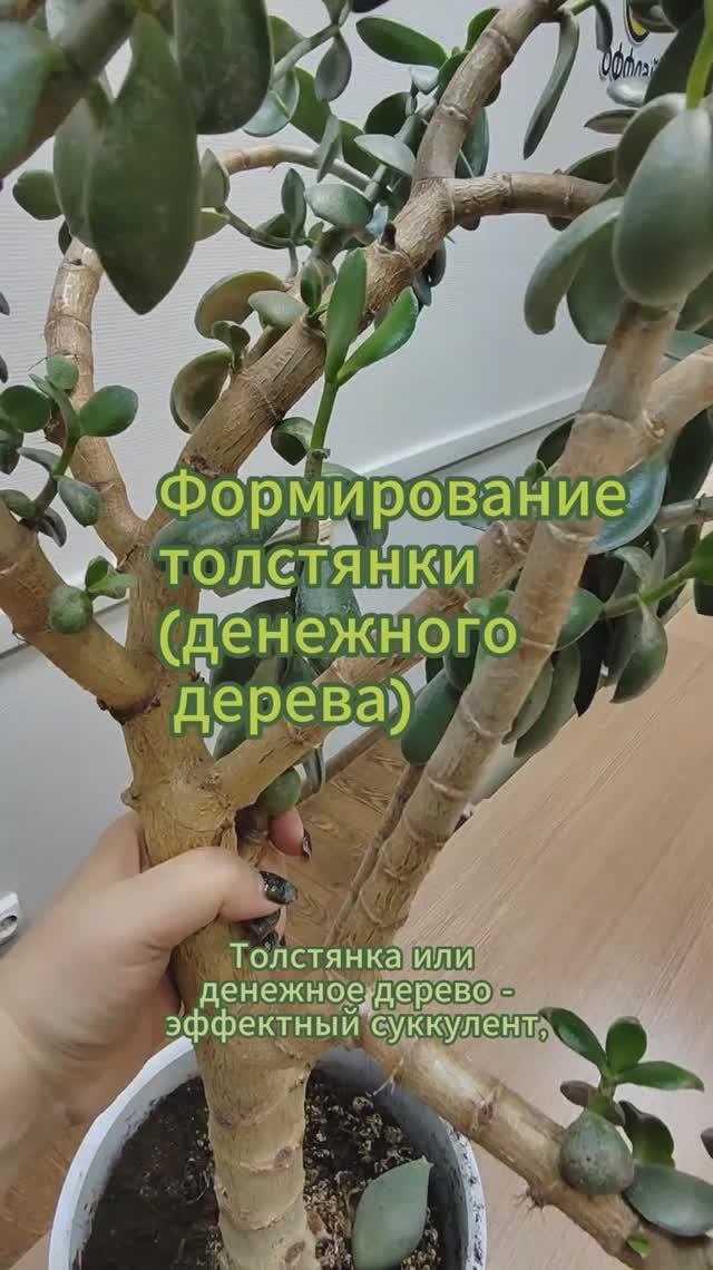Формирование толстянки - денежного дерева #толстянка #shorts