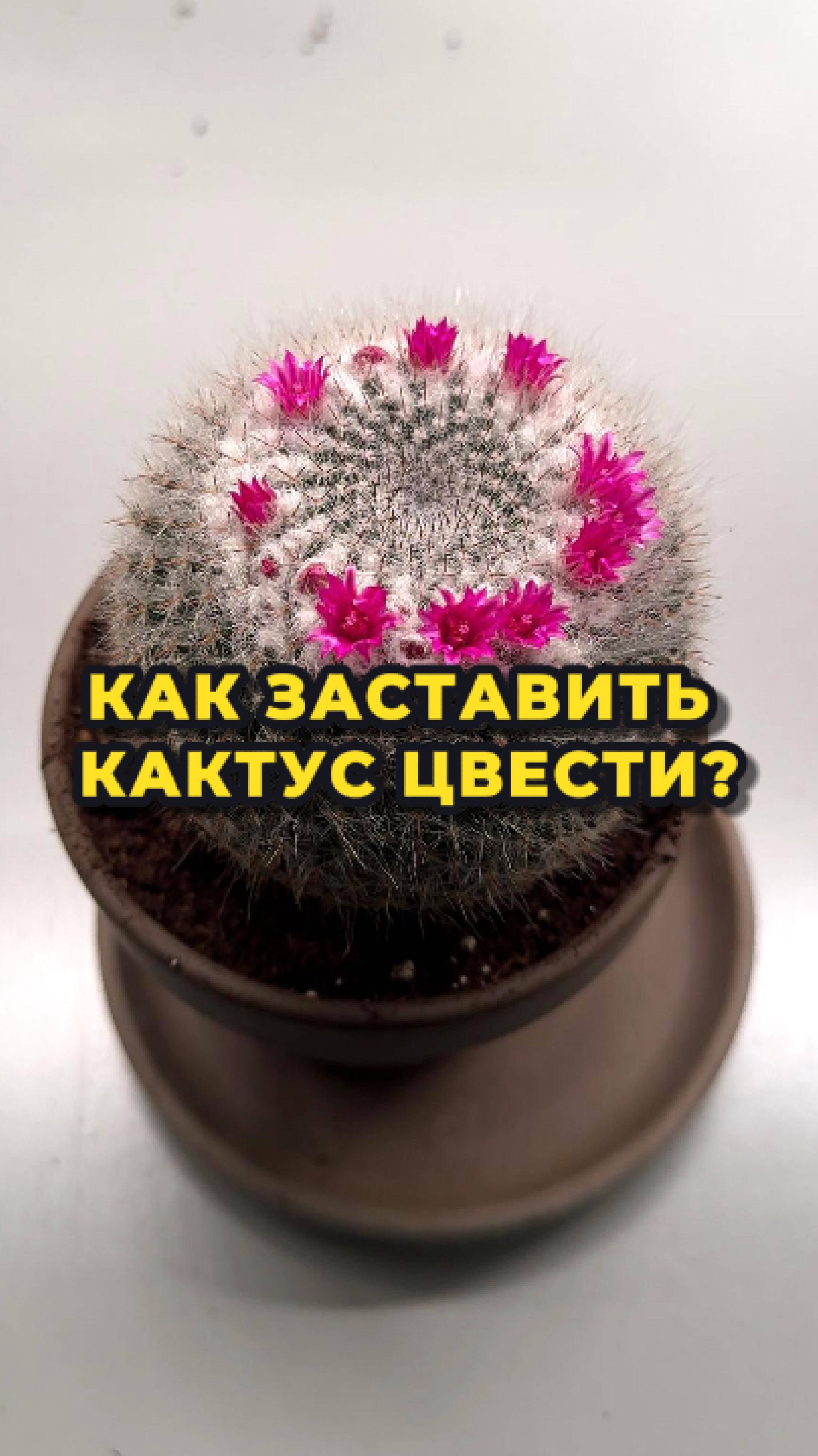 Кактус начнет цвести как бешенный!