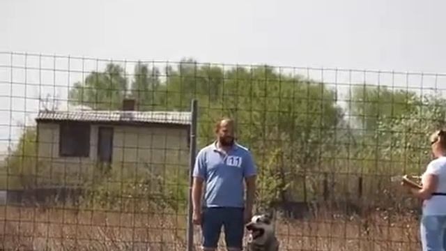Седой Урал Юлий Цезарь 1 место Двоеборье (ОКД комплекс) Чемпионат УрФО+РКФ (сертиф САСТ) 11.05.2019
