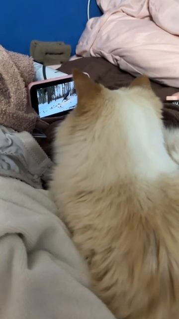 Когда кошки скучно 😆 она смотрит птичек