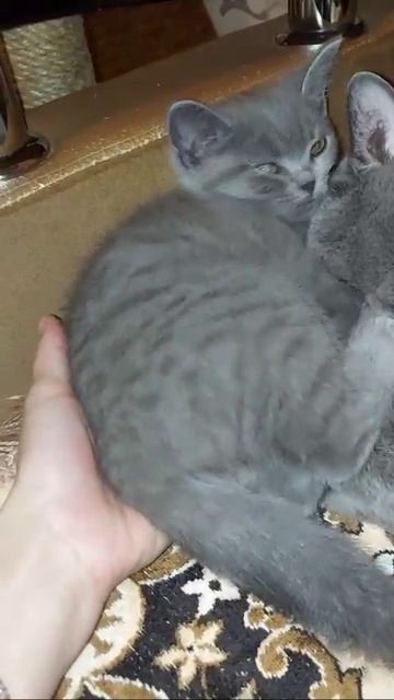 Мы в ВК https://vk.com/life_of_cats