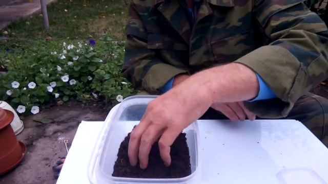Дендробена. Начало эксперимента по просьбе  подписчиков.