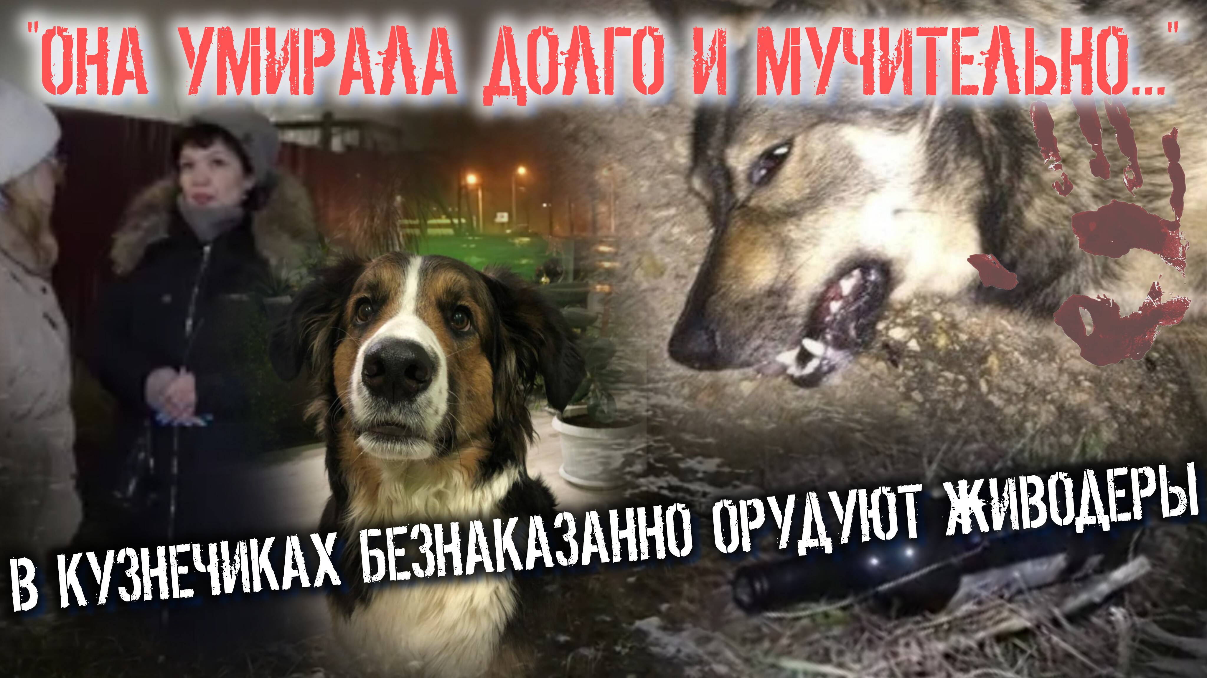 «Она умирала долго и мучительно…» В Кузнечиках безнаказанно орудуют живодёры