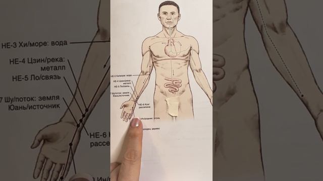 Все 14 меридианов, куда идут, следствия вмешательств на лице. Автор книги Синди Дэйл. Тонкое тело.