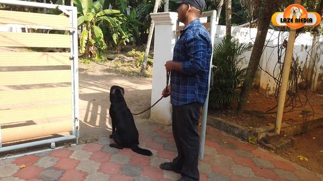 🐕🦺🐕🦺ഇപ്പോഴും വേലി ചാട്ടം : ADULT DOG BOUNDARY TRAINING :  LABRADOR CROSS (3 YEAR) : EASIEST METHO