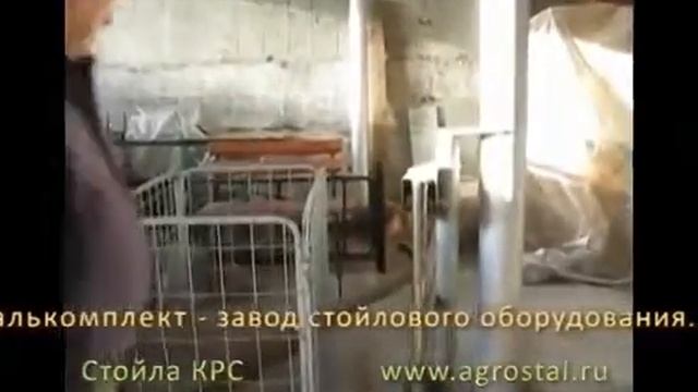Стойла КРС. Разработка новых стойл.