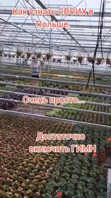 щенявмэрла