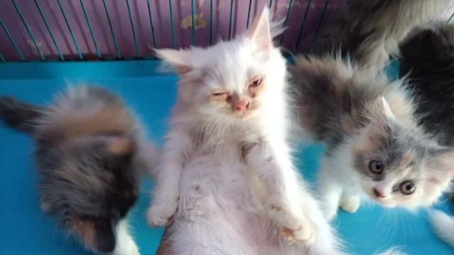 🥰Persian cat 😻cheap 😍price kitten in😍 Vadodara Gujarat