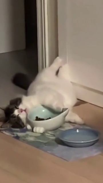 Котоновости созерцание корма
