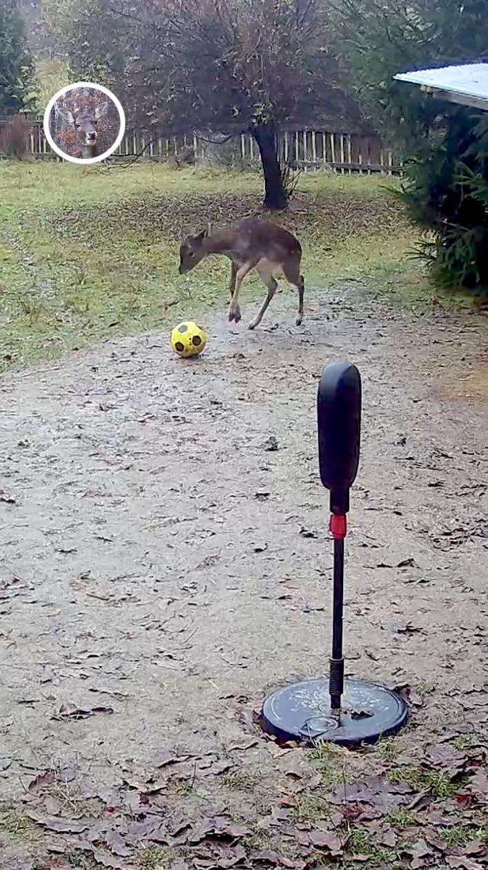 оленята резвятся как маленькие дети #лань #животные #deervader