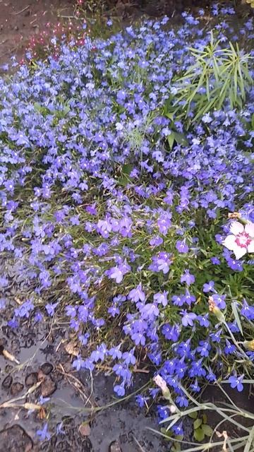 Однолетняя лобелия Голубые глазки.