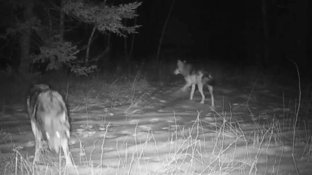 Видео фотоловушки 🐺🐺