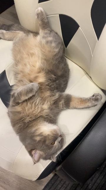Кот отдыхает