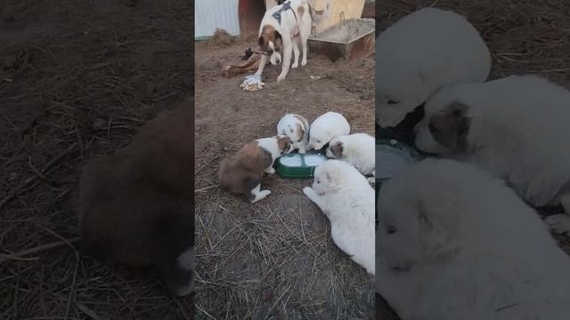 1000214619.mp4