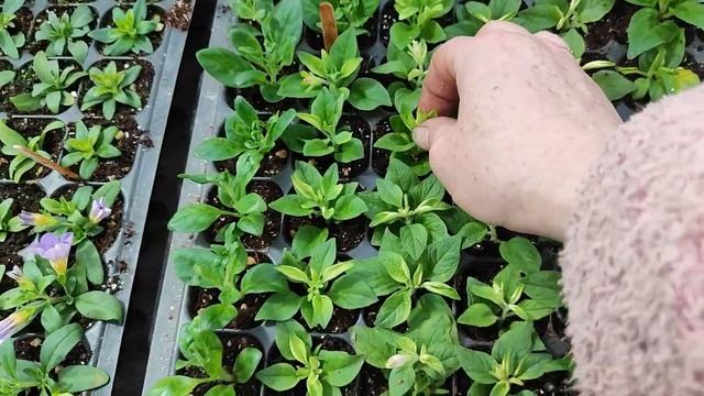 вытащила черенки из череночника