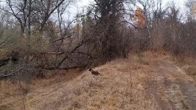 РЫБАЛКА ОСЕНЬЮ НА ПЛОТВУ. Ловля крупной плотвы на поплавок