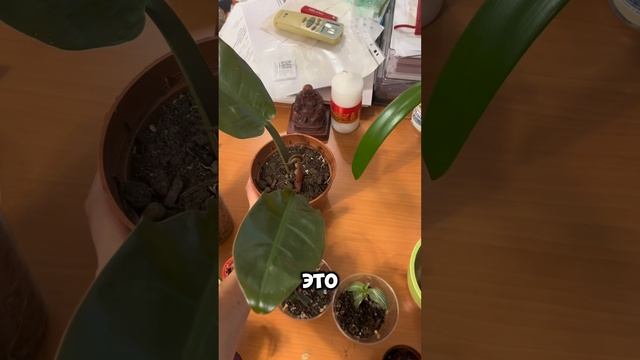 Короткий обзор растительных новинок нашего гнезда
