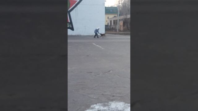 собака 🐕🐶