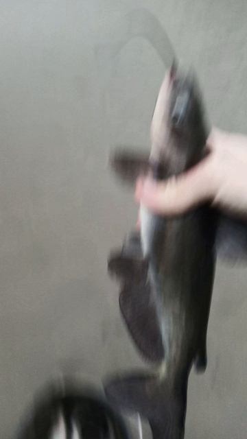 Рыбалка на Кубани зимой мой улов сомики