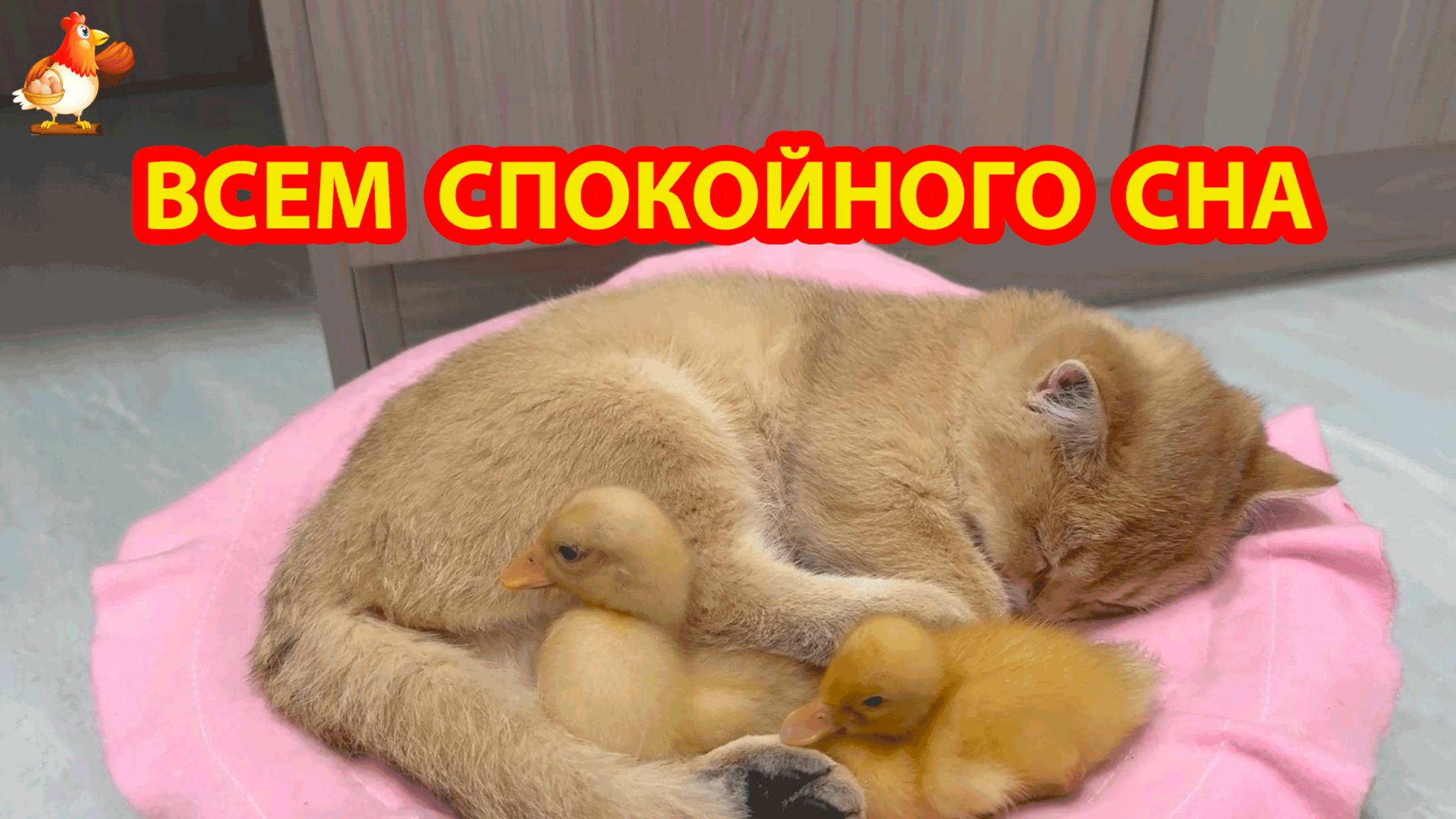 Кошка с утятами 😹 Это хорошее видео для засыпания ❣️🤗😂