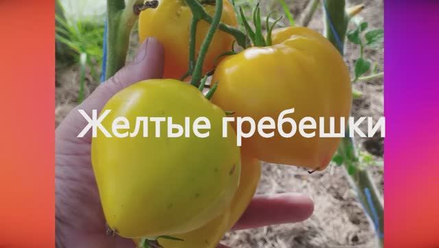 Томаты, подходящие для диетического питания