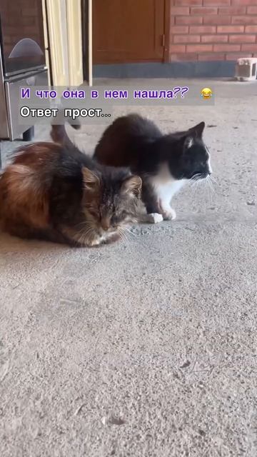 Да что мы знаем об отношениях 😂 #психология #отношения #любовь #совет #животные #коты #юмор #лайла