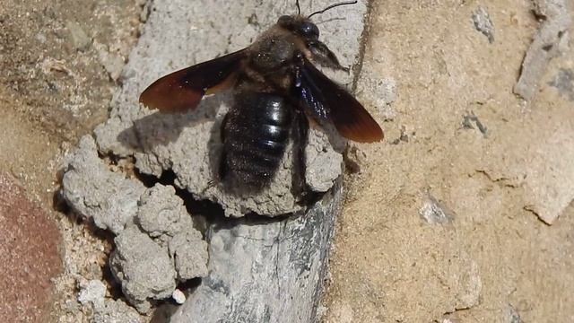 Пчела - плотник