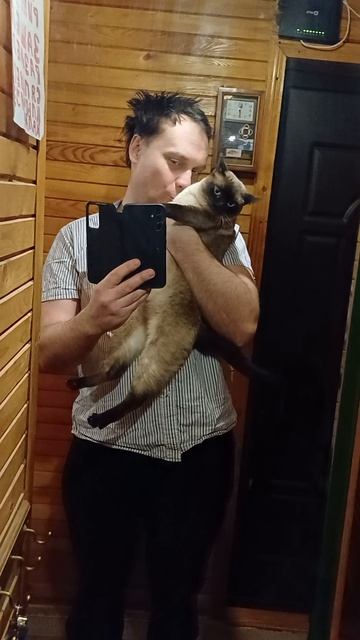 Кошка обожает ласку