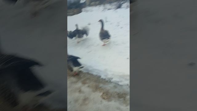 Выгоняю гусей на прогулку