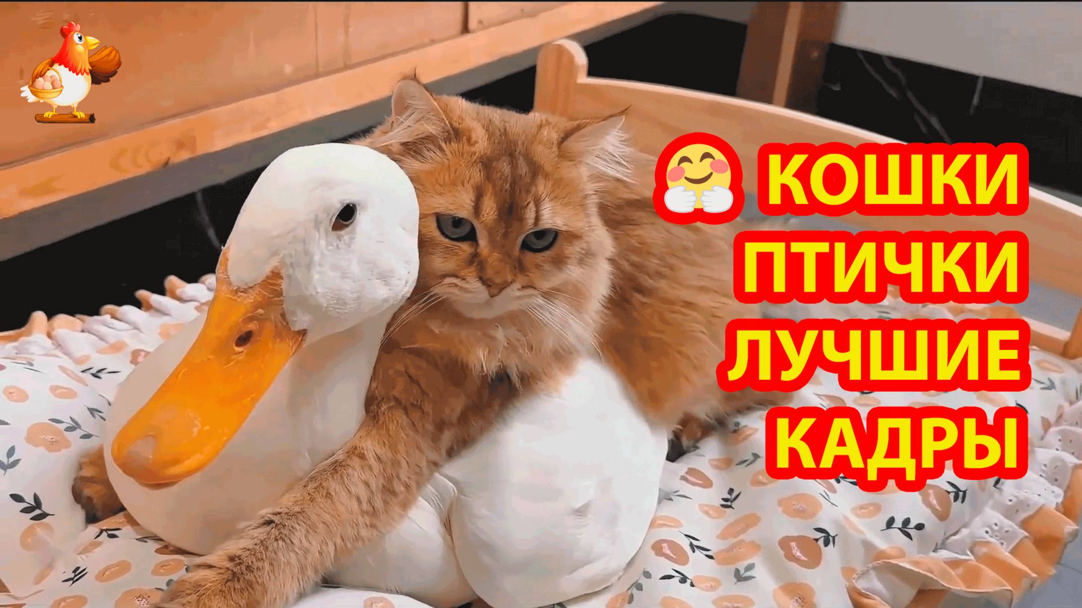 Кошки и птички тут лучшие моменты сериала ❣️🤗😂