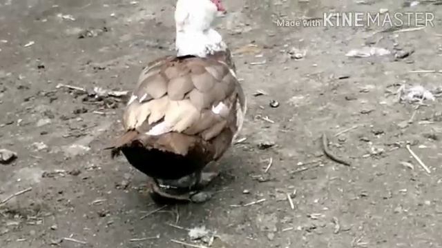 гуси
.







.