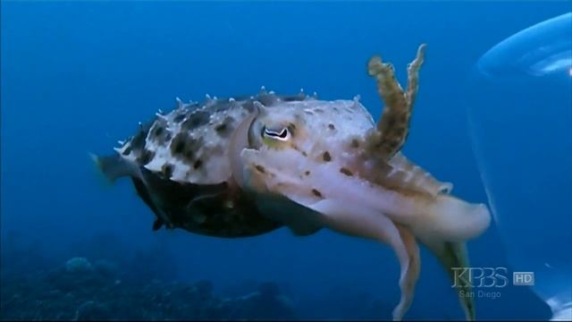 Cuttlefish Science- Eyes