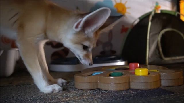 Ikigai Failes His First IQ Test - Not so Smart Fennec Fox