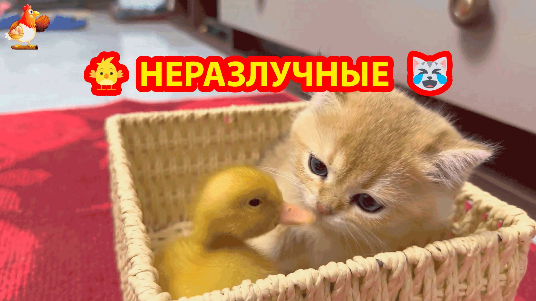 Котенок и Утенок неразлучные друзья ❣️🤗🥰