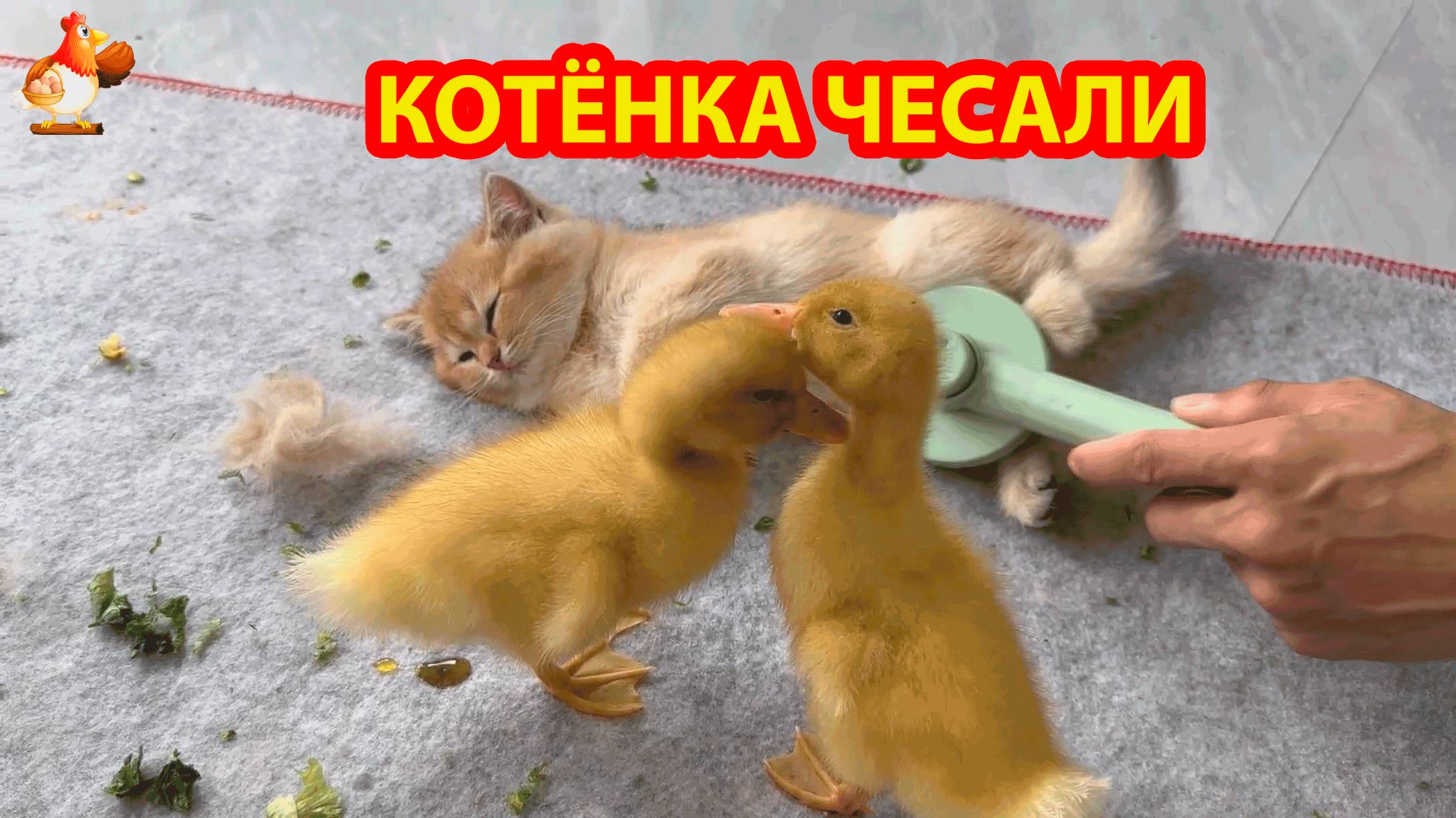 Котенка чесали и Утят угощали ❣️🤗🥰