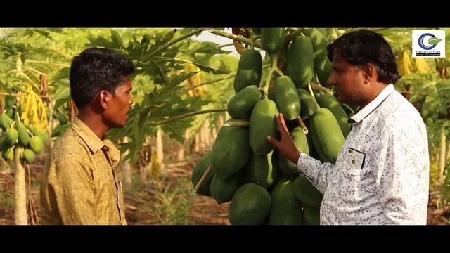 Red Lady Papaya Farming ऑर्गनिक खेतीसे लाखो का फायदा Papaya Organic Farming