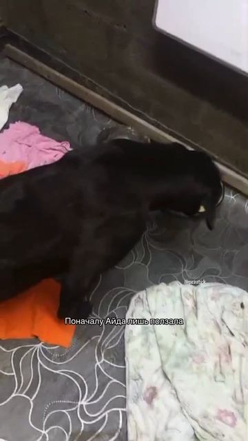 Айда восстанавливается после ДТП