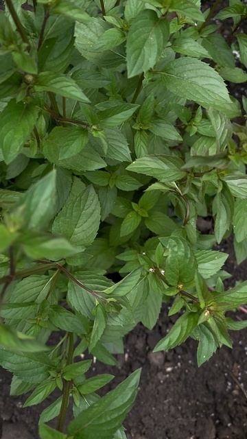 Мини-видеообзор сорта «ЛИМОН-ФРЕШ» 🍋 💚