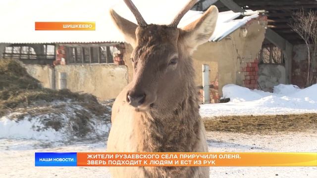 Жители Рузаевского села приручили оленя. Зверь подходит к людям и ест из рук