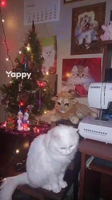 Кошечка Лиза