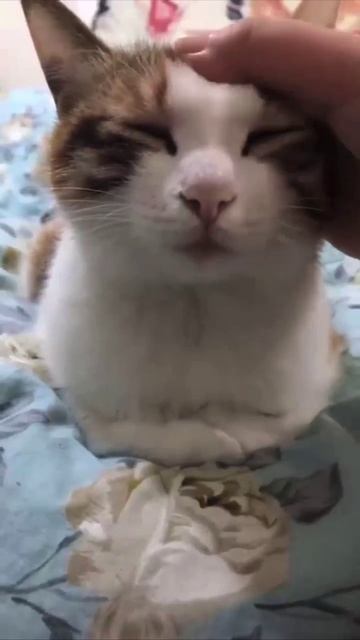 Выключил кота
